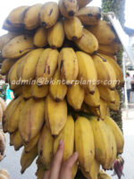 Musa Banana " KLUAI Nam Wa Giant "