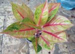 AGLAONEMA " Golden Pho "