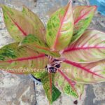 AGLAONEMA " Golden Pho "