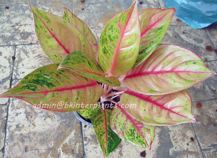 file_7_1.jpg AGLAONEMA " Golden Pho " - Image 1
