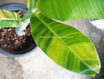 Musa Banana " Chaing Rai Variegated " - Image 3