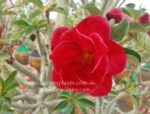 Adenium " First Love " - Image 2