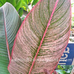 Heliconia " RAINBOW LEAVE VARIEGATED "