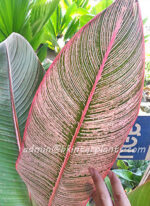 Heliconia " RAINBOW LEAVE VARIEGATED "