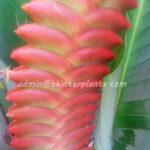 Heliconia "  Red HUNDRED LEAF "