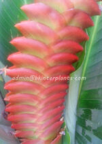 Heliconia "  Red HUNDRED LEAF "