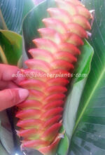 Heliconia "  Red HUNDRED LEAF " - Image 3