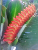Heliconia "  Red HUNDRED LEAF " - Image 2
