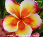 Plumeria " GamMam "
