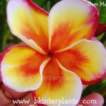 Plumeria " GamMam "