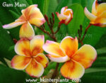 Plumeria " GamMam " - Image 3