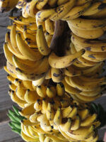 Musa " Kluai Leb Mu Nang " - Image 3