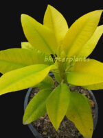 Plumeria " Golden Leaf Vol.1 " - Image 2