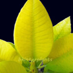 Plumeria " Golden Leaf Vol.1 "