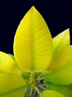 Plumeria " Golden Leaf Vol.1 "