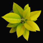 Plumeria " Golden Leaf Vol.1 " - Image 5