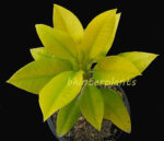 Plumeria " Golden Leaf Vol.1 " - Image 3