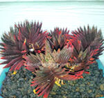 Haworthia Hybrid Very Red Leaf