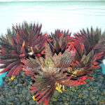 Haworthia Hybrid Very Red Leaf