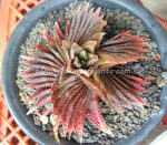 Haworthia Hybrid Very Red Leaf - Image 3