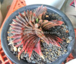 Haworthia Hybrid Very Red Leaf - Image 2