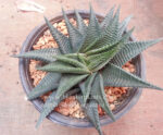 Haworthia Limifora Green Leaf - Image 2