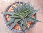 Haworthia Limifora Green Leaf
