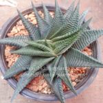 Haworthia Limifora Green Leaf