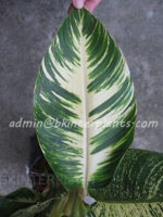 Heliconia " Indica Lamarck Variegate " - Image 2