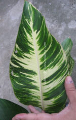 Heliconia " Indica Lamarck Variegate "