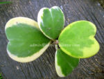 Hoya Heart Leaf Variegated - Image 3