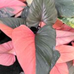 Homalomena Rubescens Pink Diamond Variegated