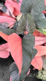 Homalomena Rubescens Pink Diamond Variegated