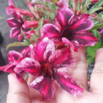 Adenium " Honey Black "