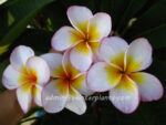 Plumeria "Honey Star" - Image 2