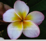Plumeria "Honey Star"