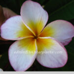 Plumeria "Honey Star"