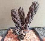 Haworthia Coarctata Variegata Chalwini - Image 2
