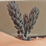 Haworthia Coarctata Variegata Chalwini