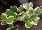 Hoya Heart Leaf Variegated