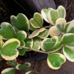 Hoya Heart Leaf Variegated
