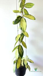 Hoya Acuta Inner Variegated Size L - Image 4