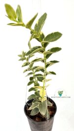 Hoya Cumingiana Albomarginata Variegated Size L - Image 4