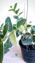 Hoya Cumingiana Albomarginata Variegated Size L