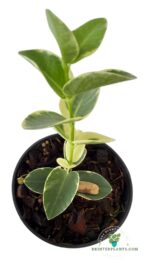 Hoya Cumingiana Albomarginata Variegated Size S - Image 2