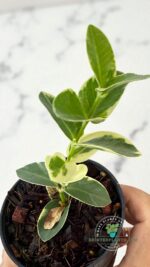 Hoya Cumingiana Albomarginata Variegated Size S - Image 4