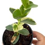 Hoya Cumingiana Albomarginata Variegated Size S