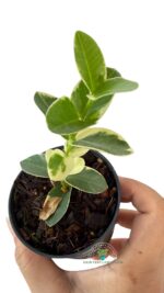 Hoya Cumingiana Albomarginata Variegated Size S