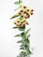 Close-up of Hoya cumingiana Albomarginata variegated foliage showing cream margins