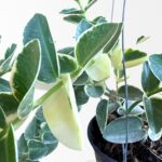 Hoya cumingiana Albomarginata Variegated with white-edged leaves in small and large sizes